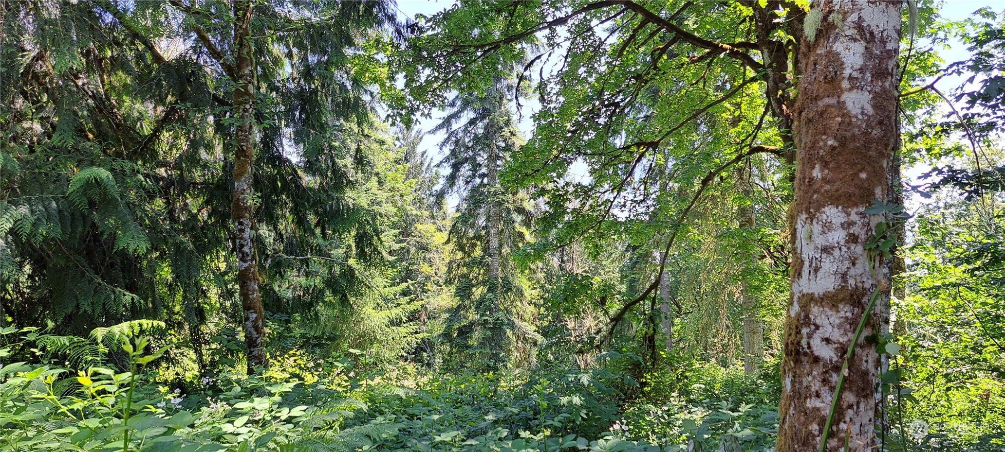 0 Loop Road Centralia, WA 98531 - Photo 5 of 12