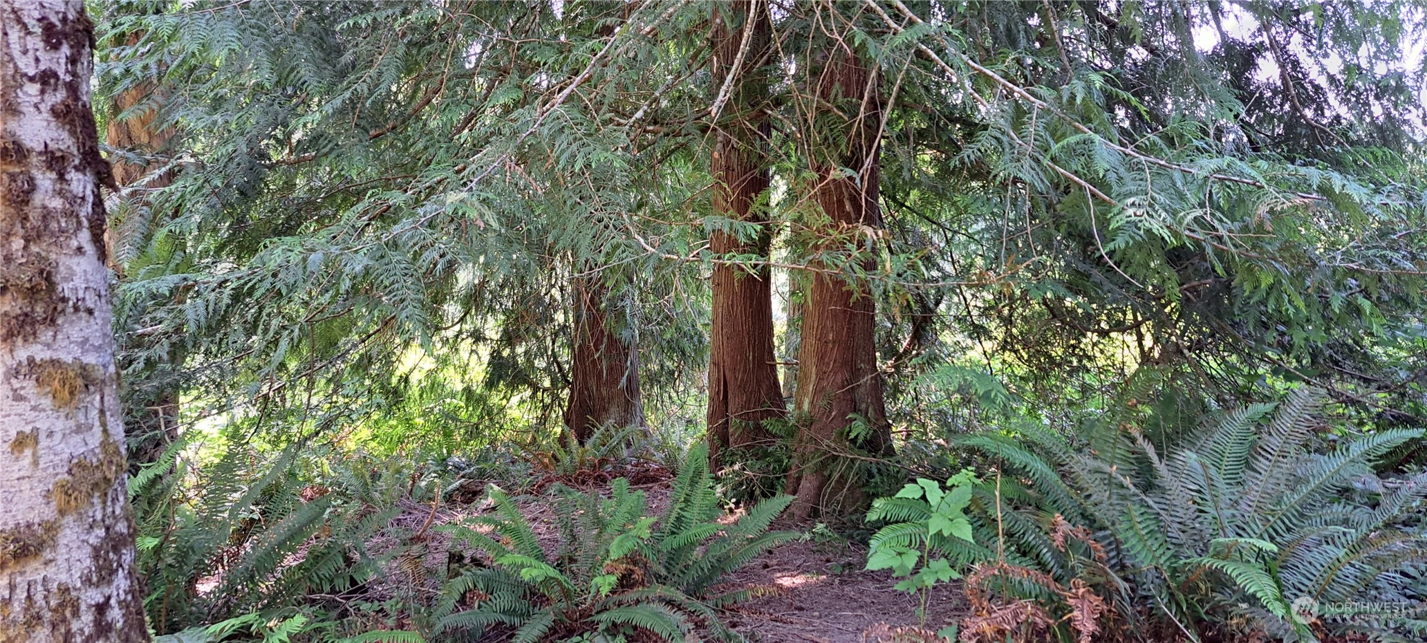 0 Loop Road Centralia, WA 98531 - Photo 6 of 12