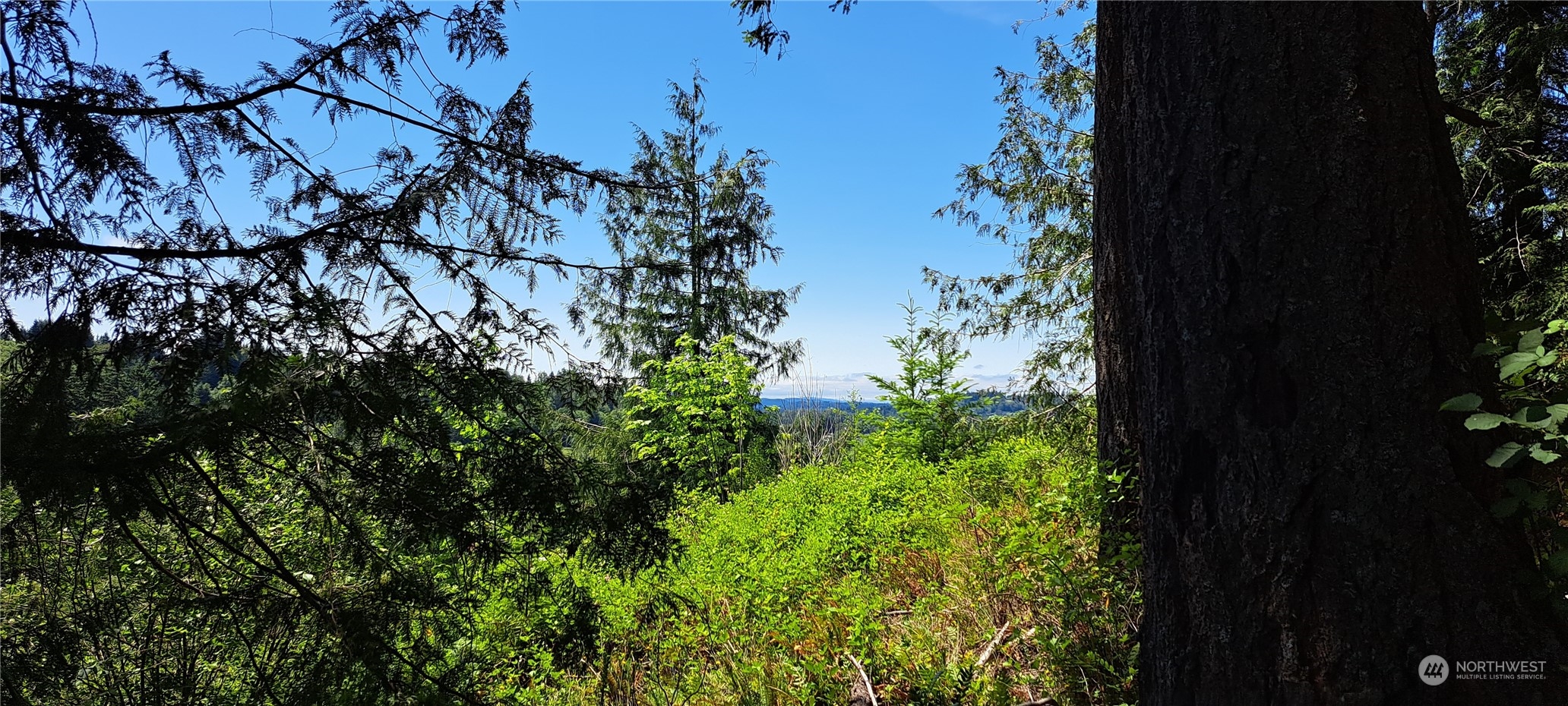 0 Loop Road Centralia, WA 98531 - Photo 10 of 12