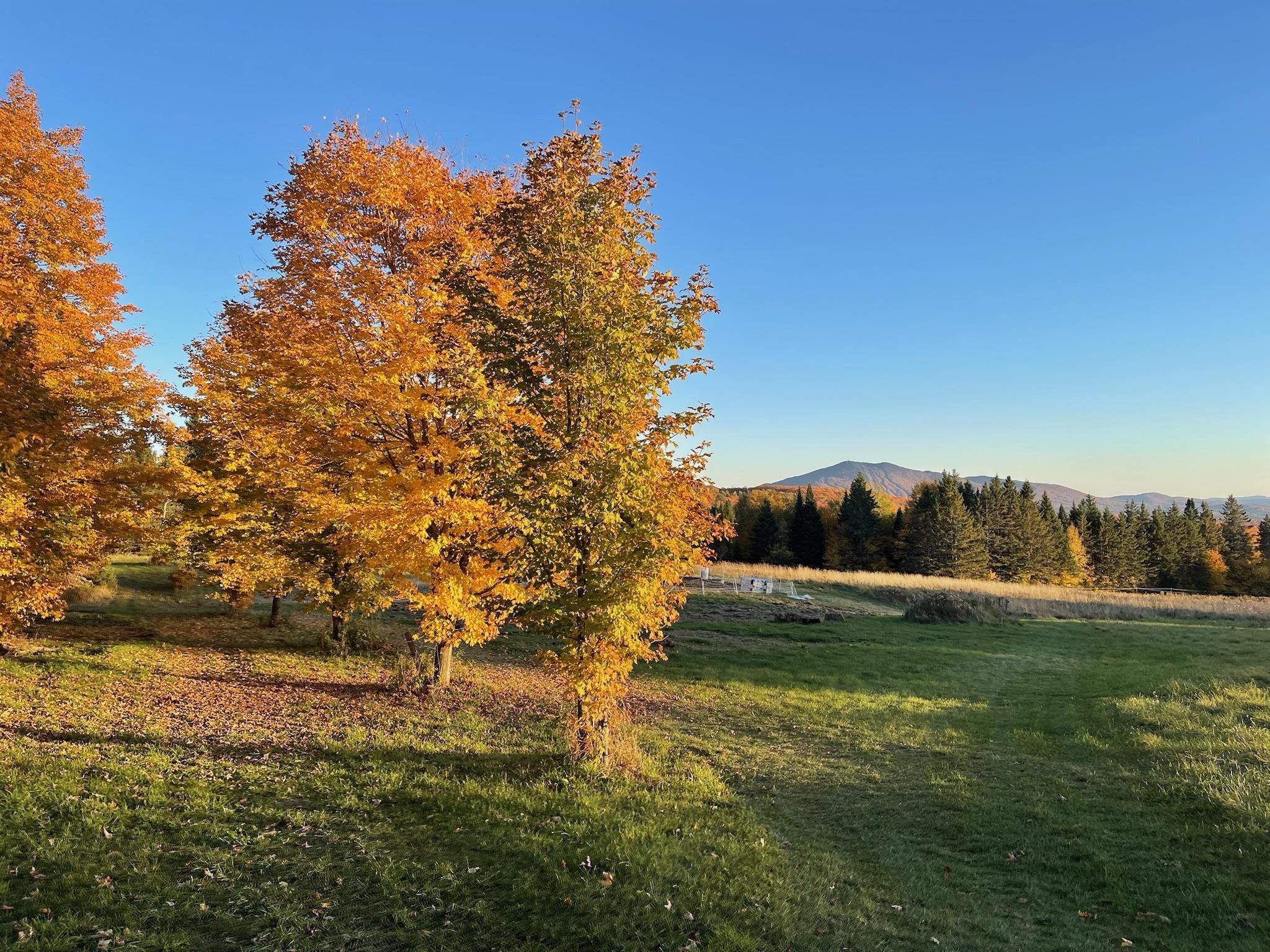1417 Maple Ridge Road Newark, VT 05871 - Photo 45 of 60 Gallery Image 45