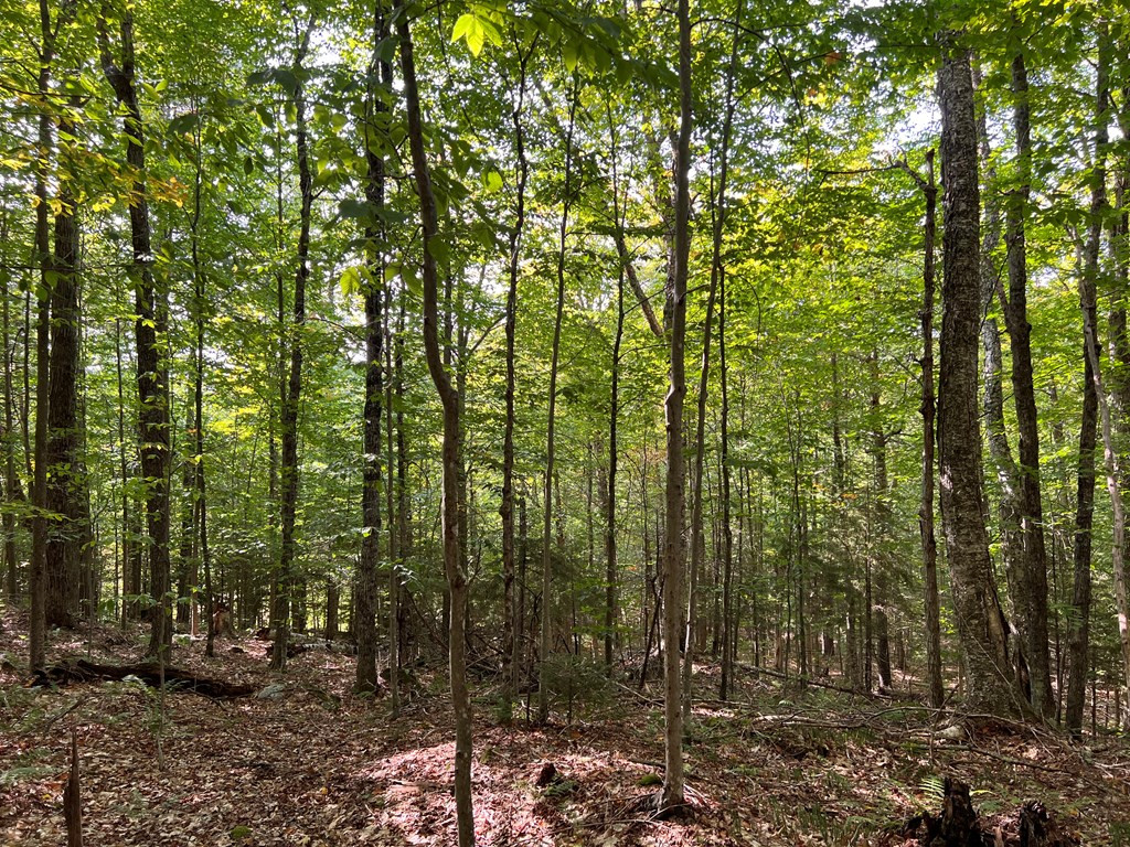 0 North Point Road Long Lake, NY 12847 - Photo 12 of 14 Gallery Image 12