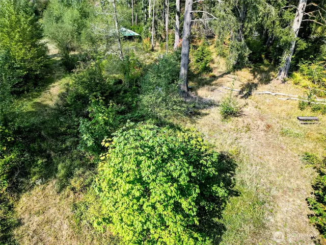 a view of a forest with a tree