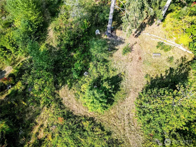 a view of a lush green forest