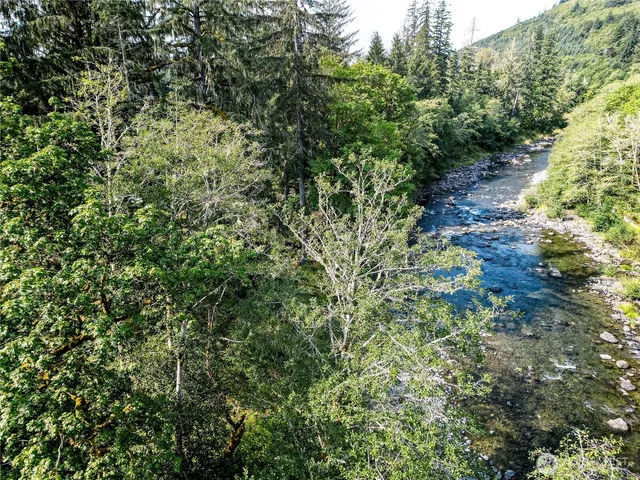 a view of a lush green forest