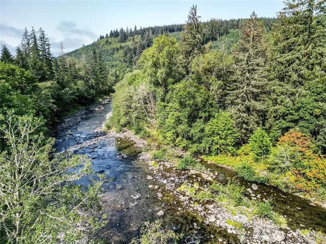 a view of a forest with a tree