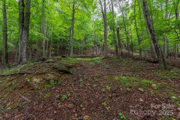 a view of a forest with trees in the background
