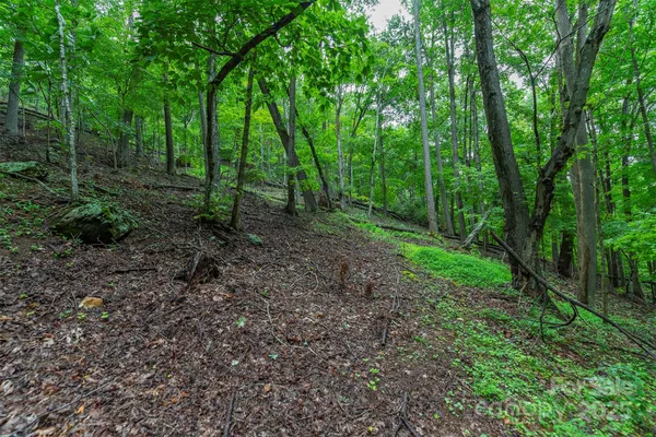 a view of a lush green forest