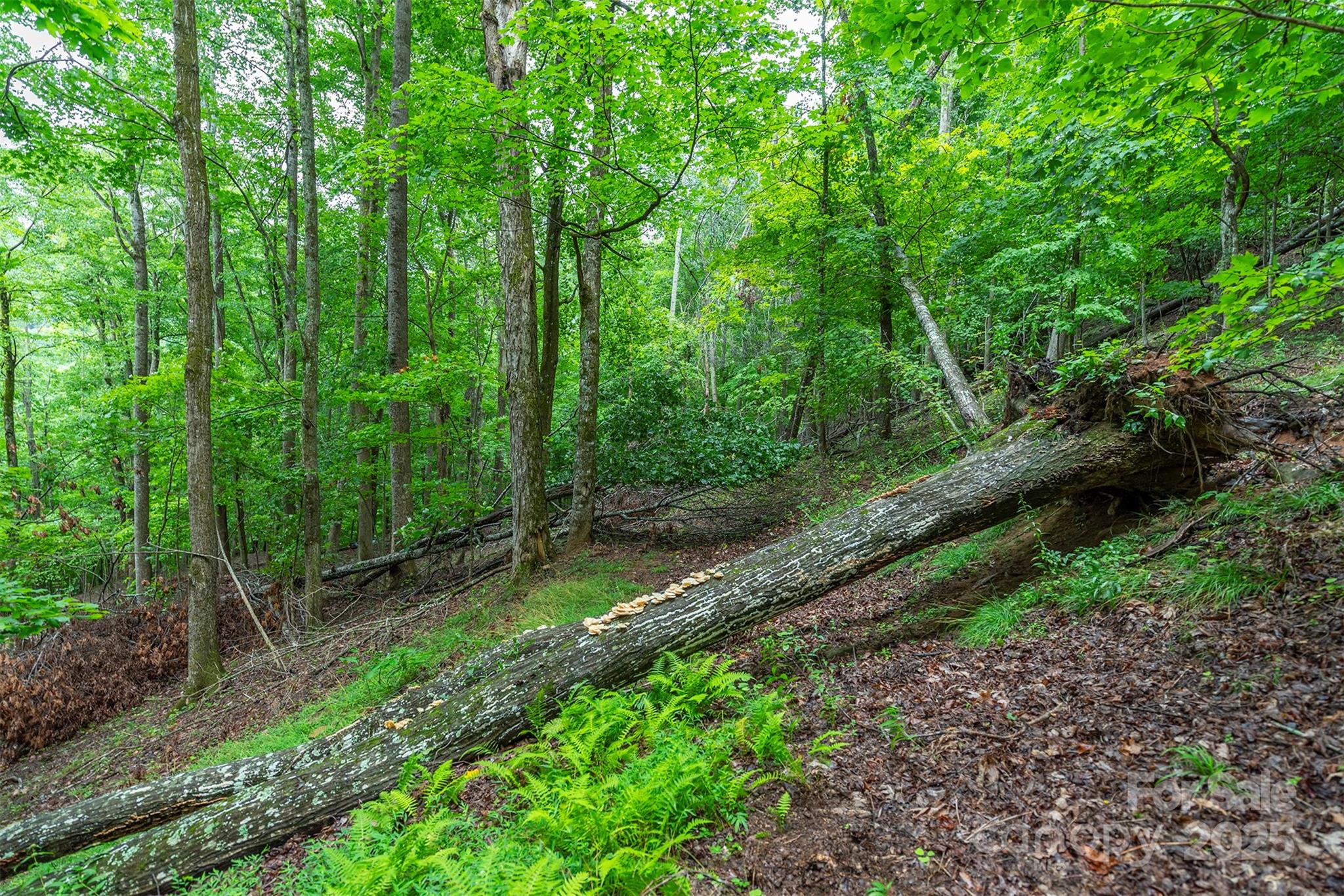 25 Hickory Springs Road, Unit 25 Burnsville, NC 28714 - Photo 12 of 24 a big yard with lots of green space and trees