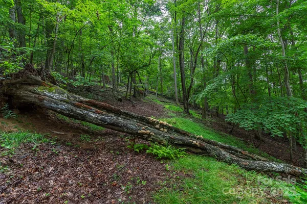 a view of a yard with large trees