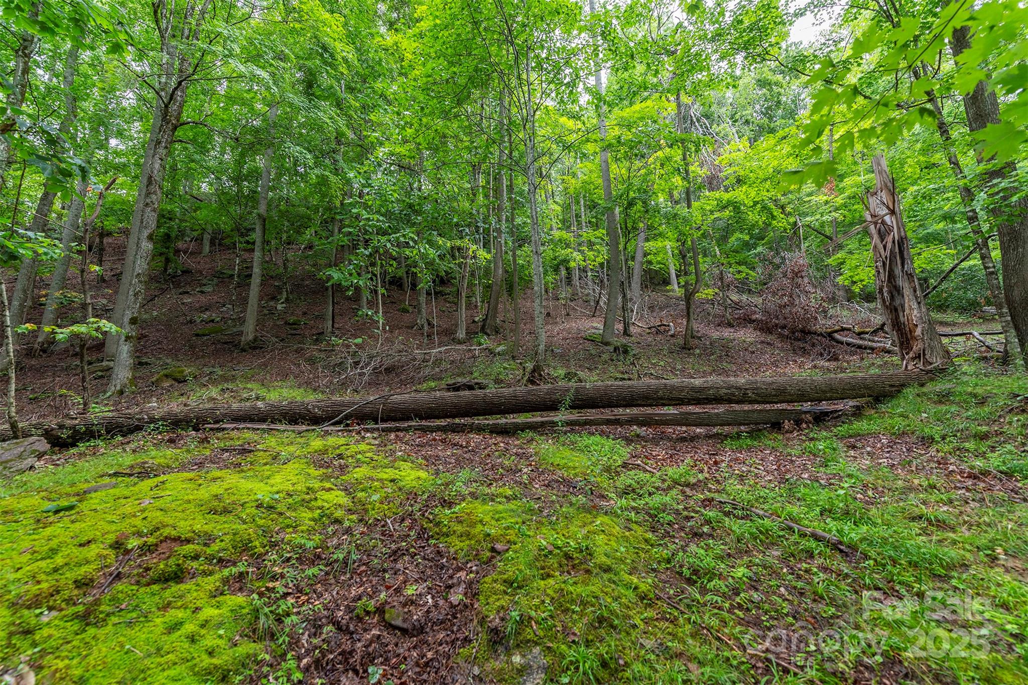 25 Hickory Springs Road, Unit 25 Burnsville, NC 28714 - Photo 15 of 24 a view of a backyard with trees