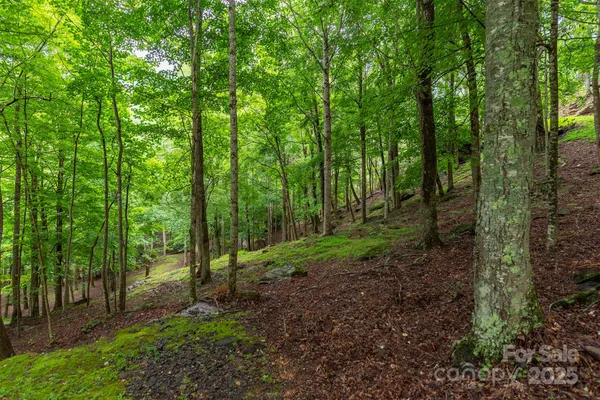 a view of a forest with trees