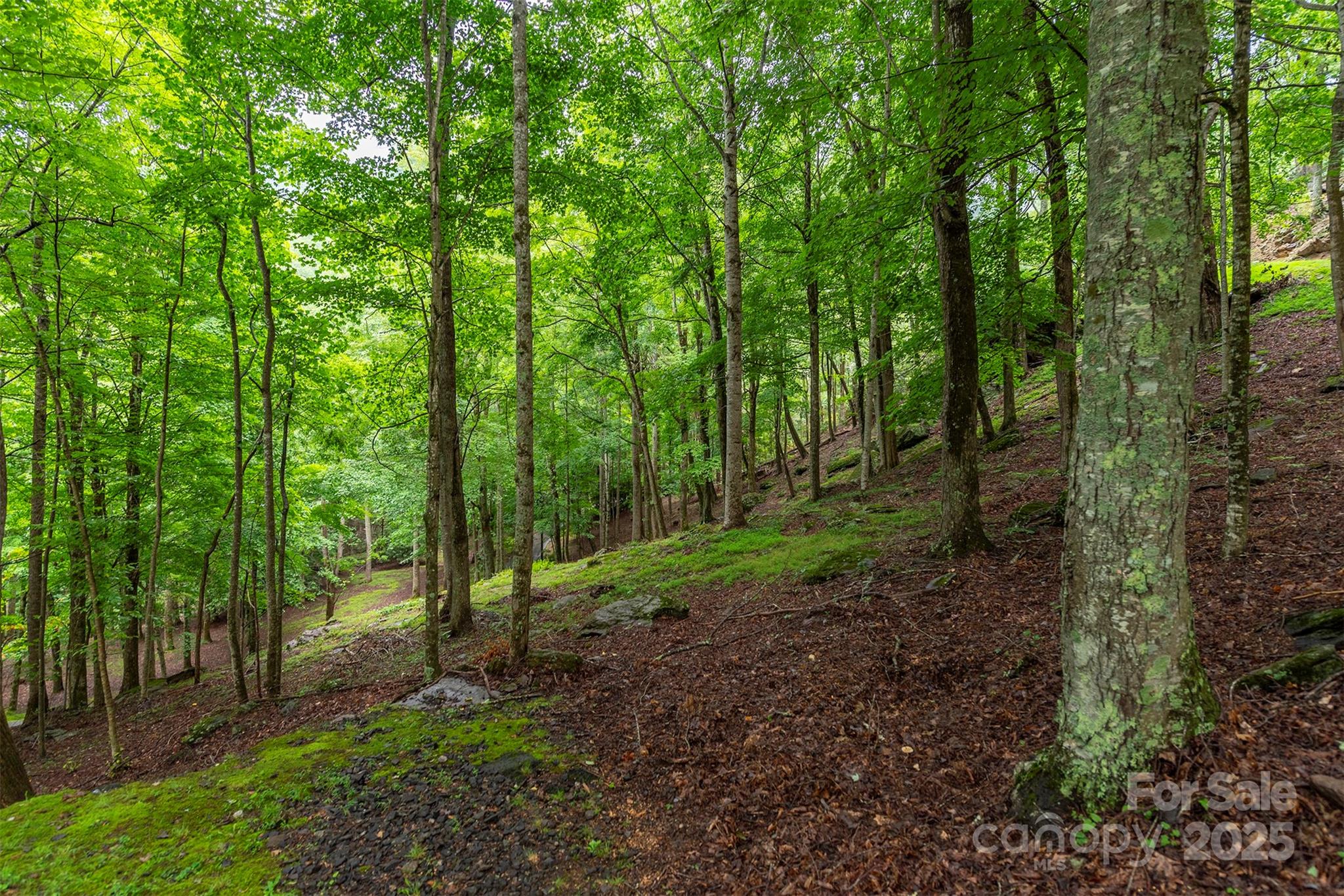25 Hickory Springs Road, Unit 25 Burnsville, NC 28714 - Photo 17 of 24 a view of a forest with trees