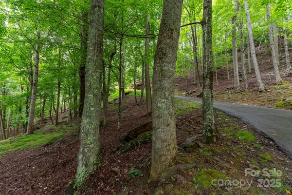 a view of a forest that has large trees