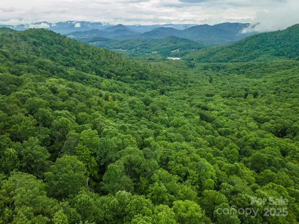 a view of a lush green forest with lush green forest