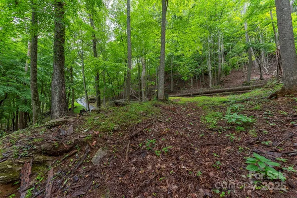a view of a forest with trees in the background