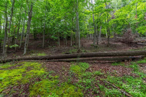 a view of a backyard with large trees