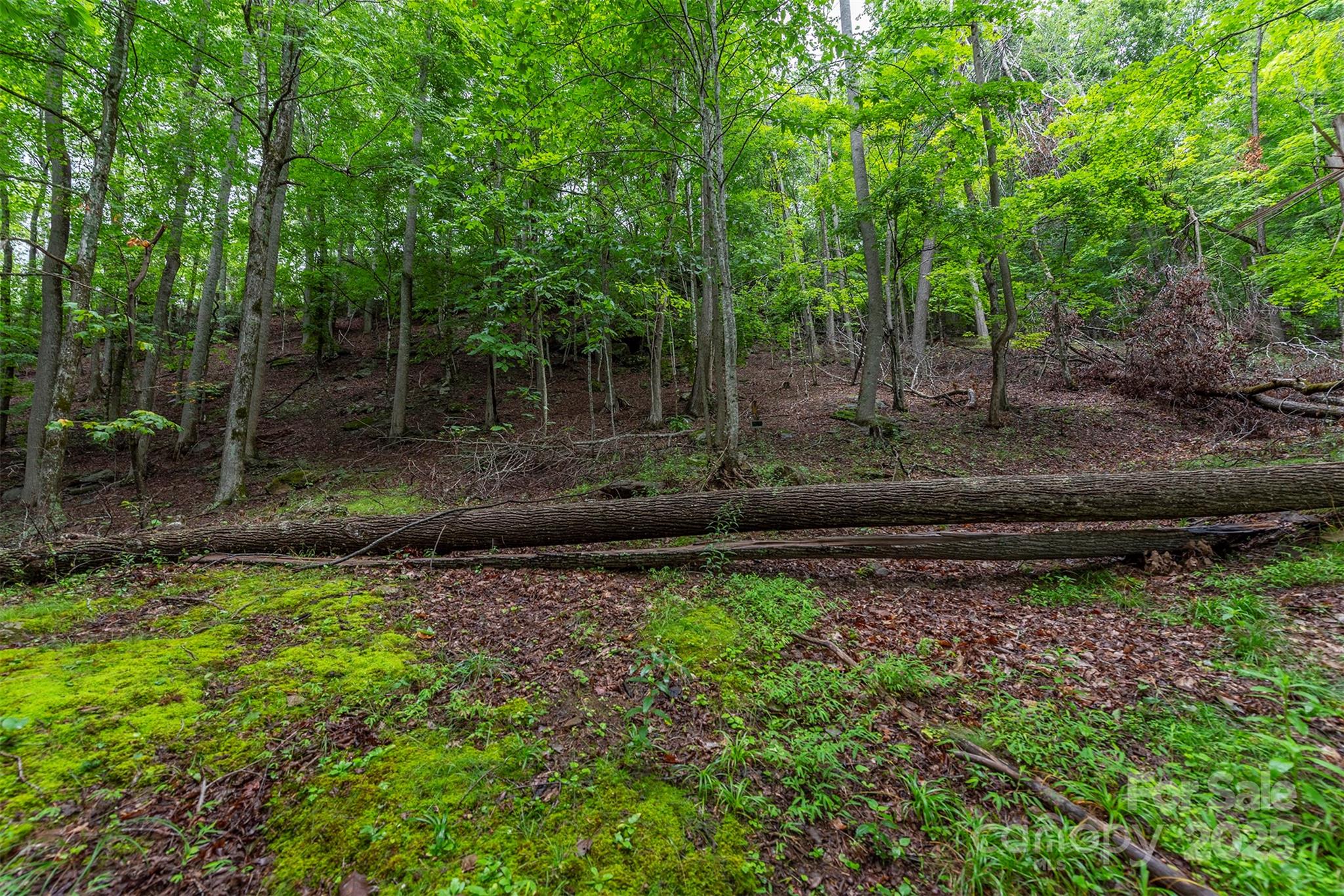 25 Hickory Springs Road, Unit 25 Burnsville, NC 28714 - Photo 4 of 24 a view of a backyard with large trees