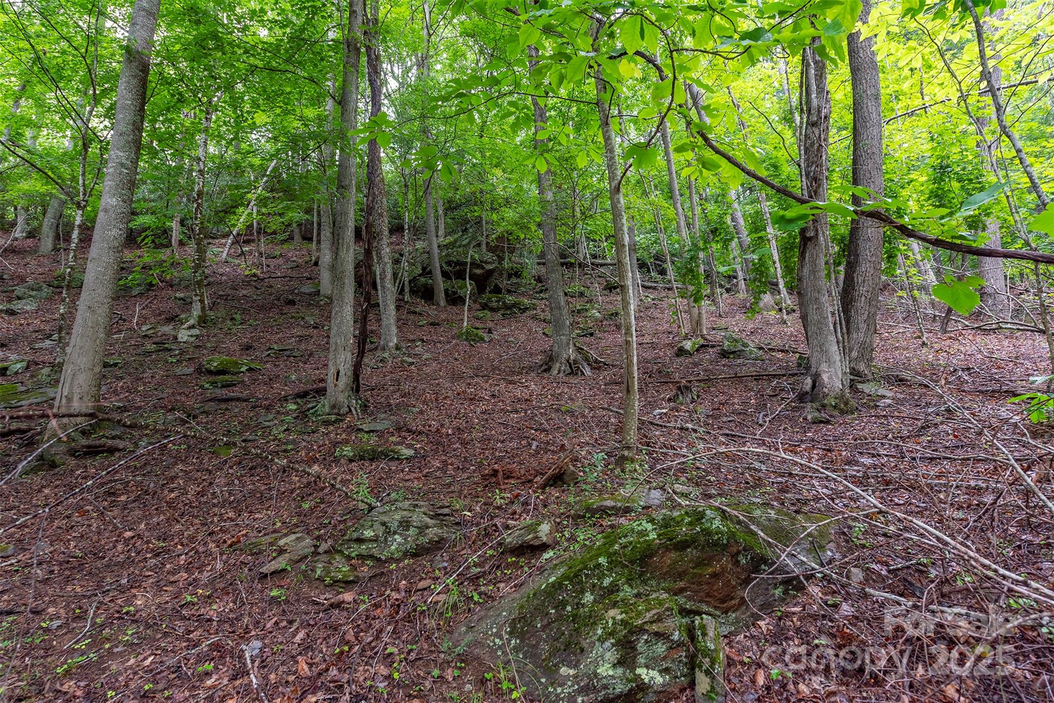 25 Hickory Springs Road, Unit 25 Burnsville, NC 28714 - Photo 5 of 24 a view of a forest