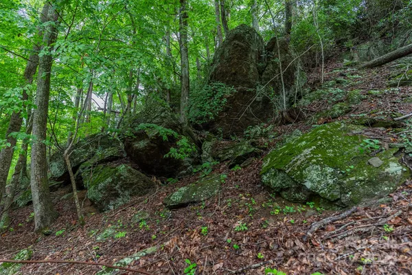 a view of a lush green forest