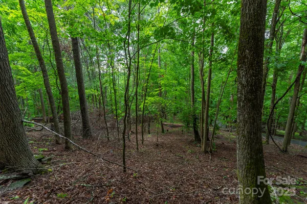 a view of a forest