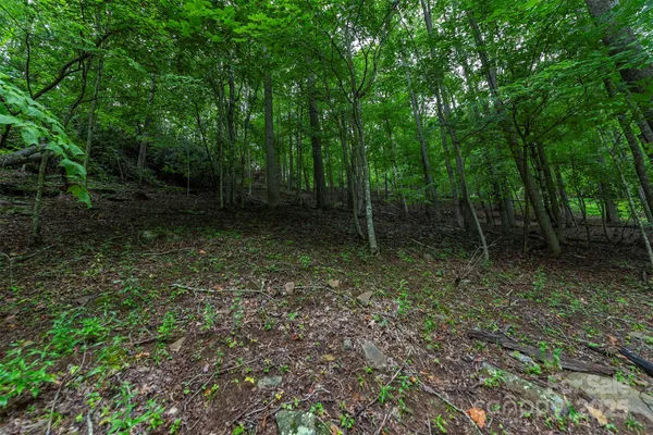 a view of outdoor space with lots of trees