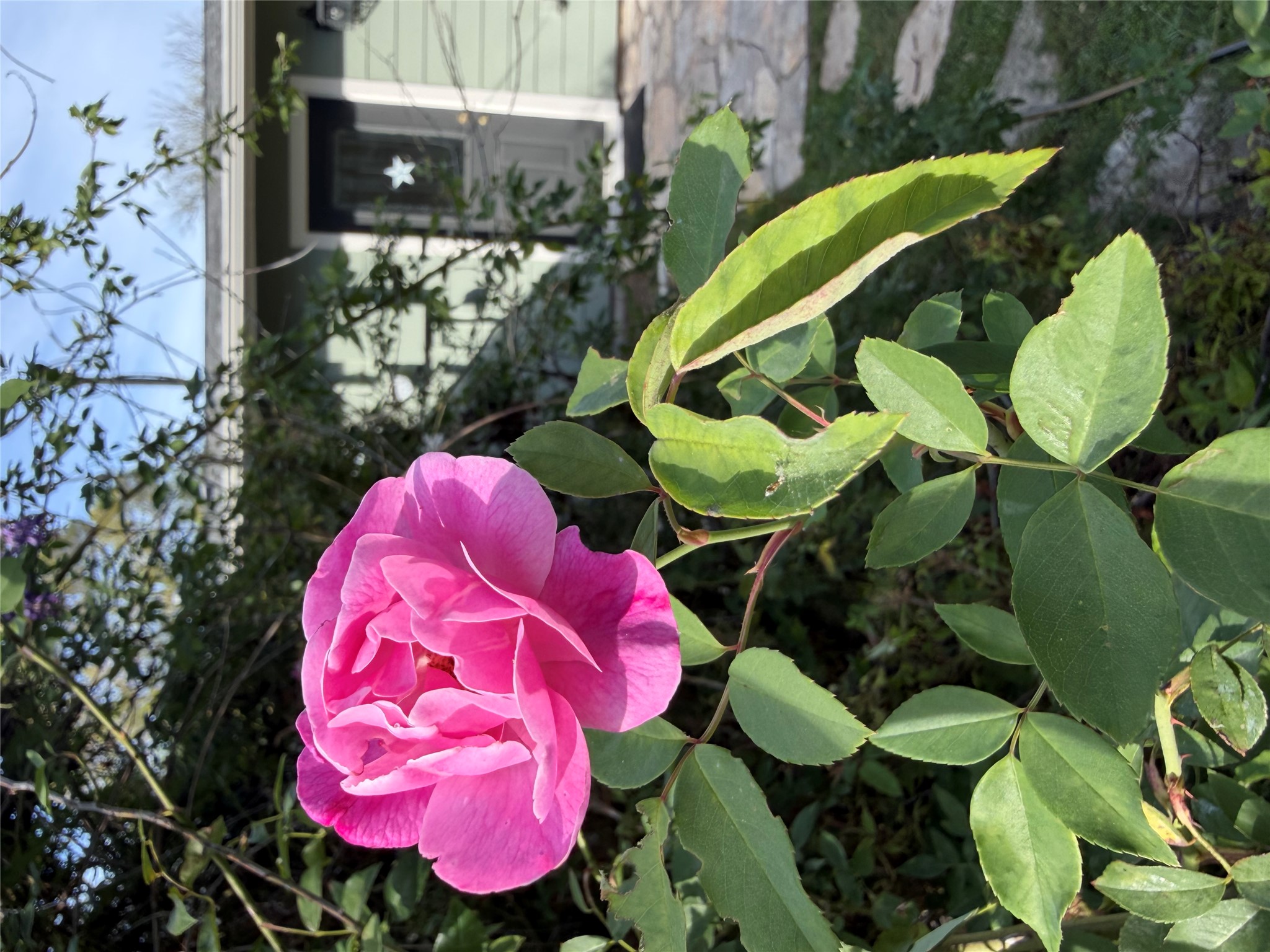 301 Sheraton Avenue Austin, TX 78745 - Photo 24 of 27 Climbing roses, Large established Wisteria, 40' Magnolia tree, Various blooming plants and trees for the seasons.