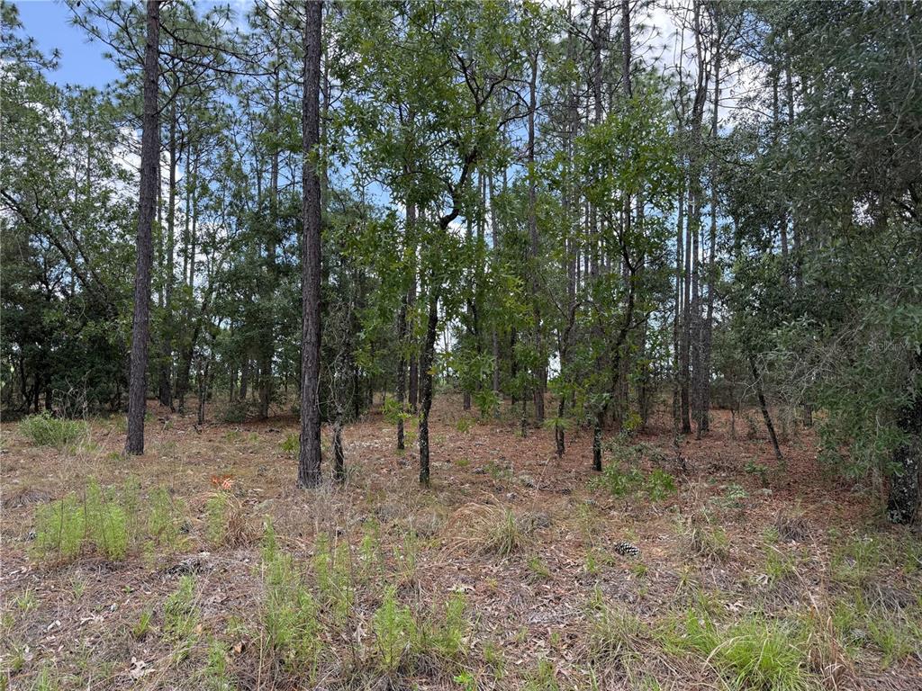 Southwest Buena Vista Road Dunnellon, FL 34431 - Photo 1 of 4 Gallery Image 1