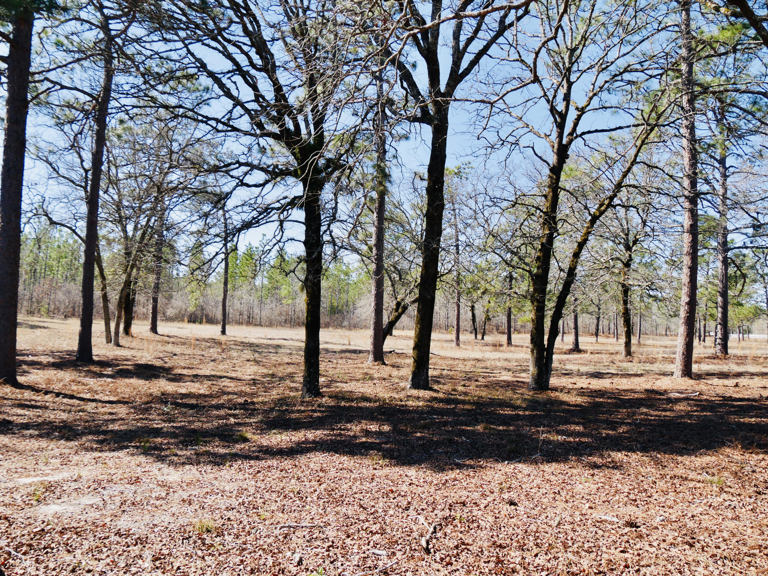 310 Grandys Mill Road Williston, SC 29853 - Photo 50 of 65