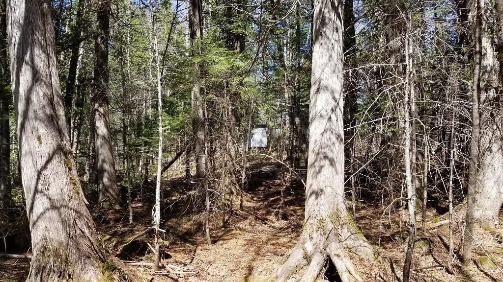 14-15 Haynes Road Wytopitlock, ME 04497 - Photo 31 of 31 Woods 2