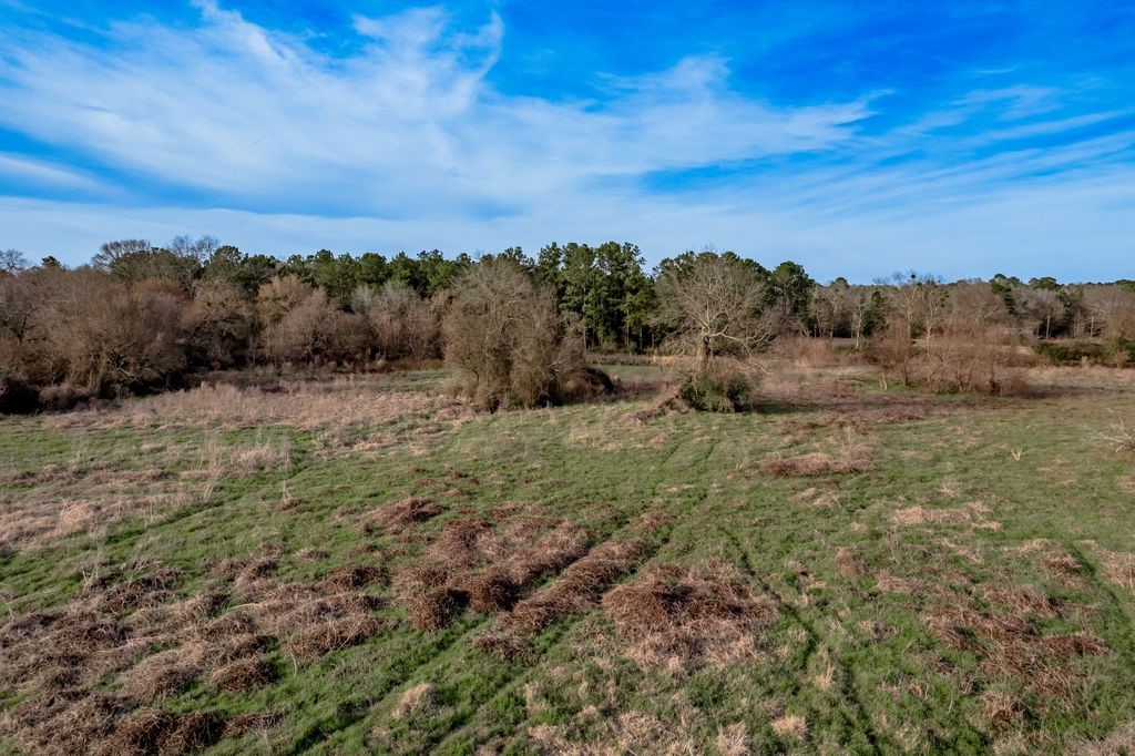 143 Piney Woods Road Trinity, TX 75862 - Photo 29 of 29 a view of a dry yard with lots of trees