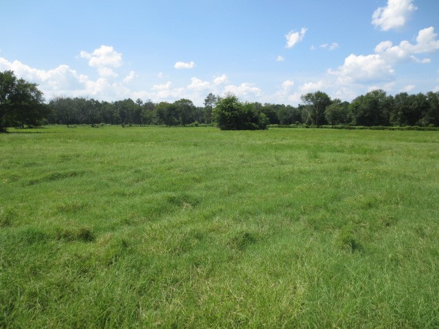 143 Piney Woods Road Trinity, TX 75862 - Photo 8 of 29 a view of a green field with sky view