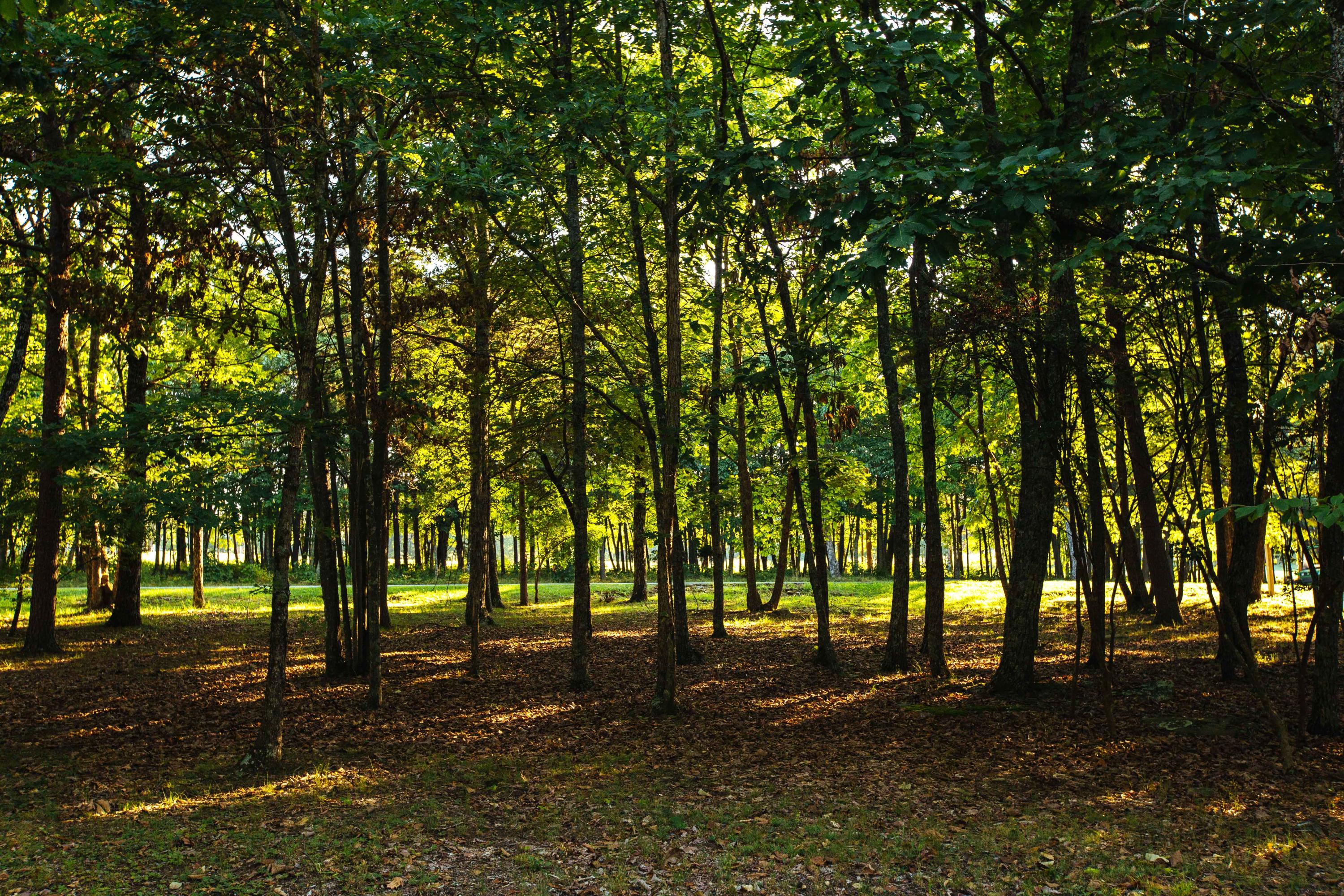 Lot View at Canyon Ridge