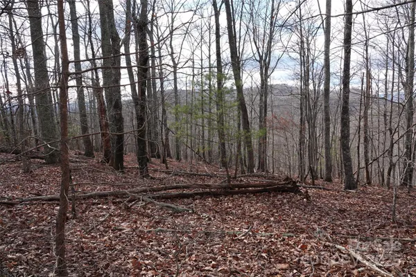 a view of a backyard with trees