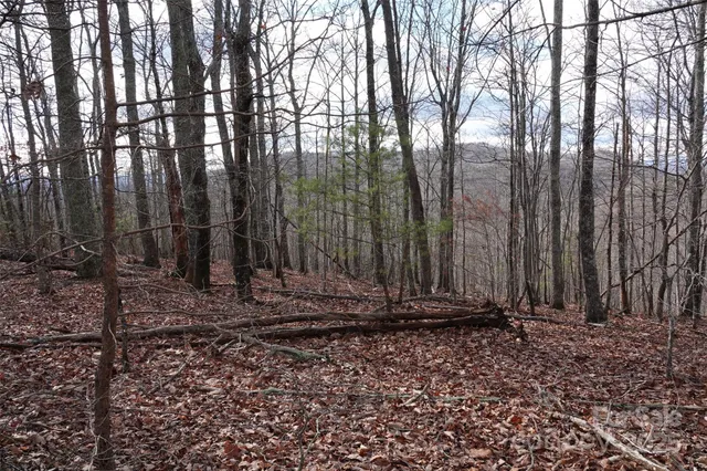 a view of a backyard with trees