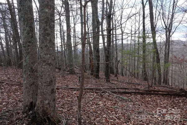 a view of a backyard with trees