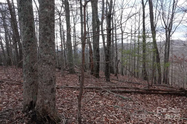 a view of a backyard with trees