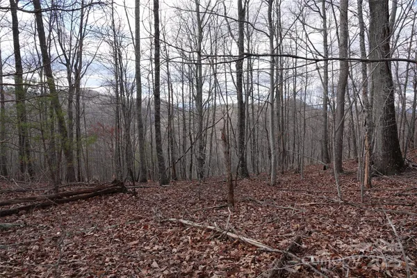 a view of a backyard with large trees