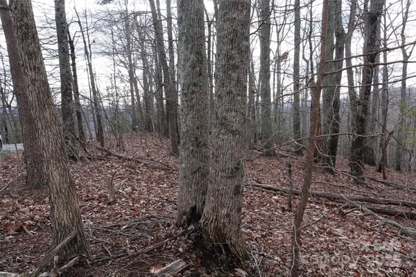 a view of a forest with trees in the background