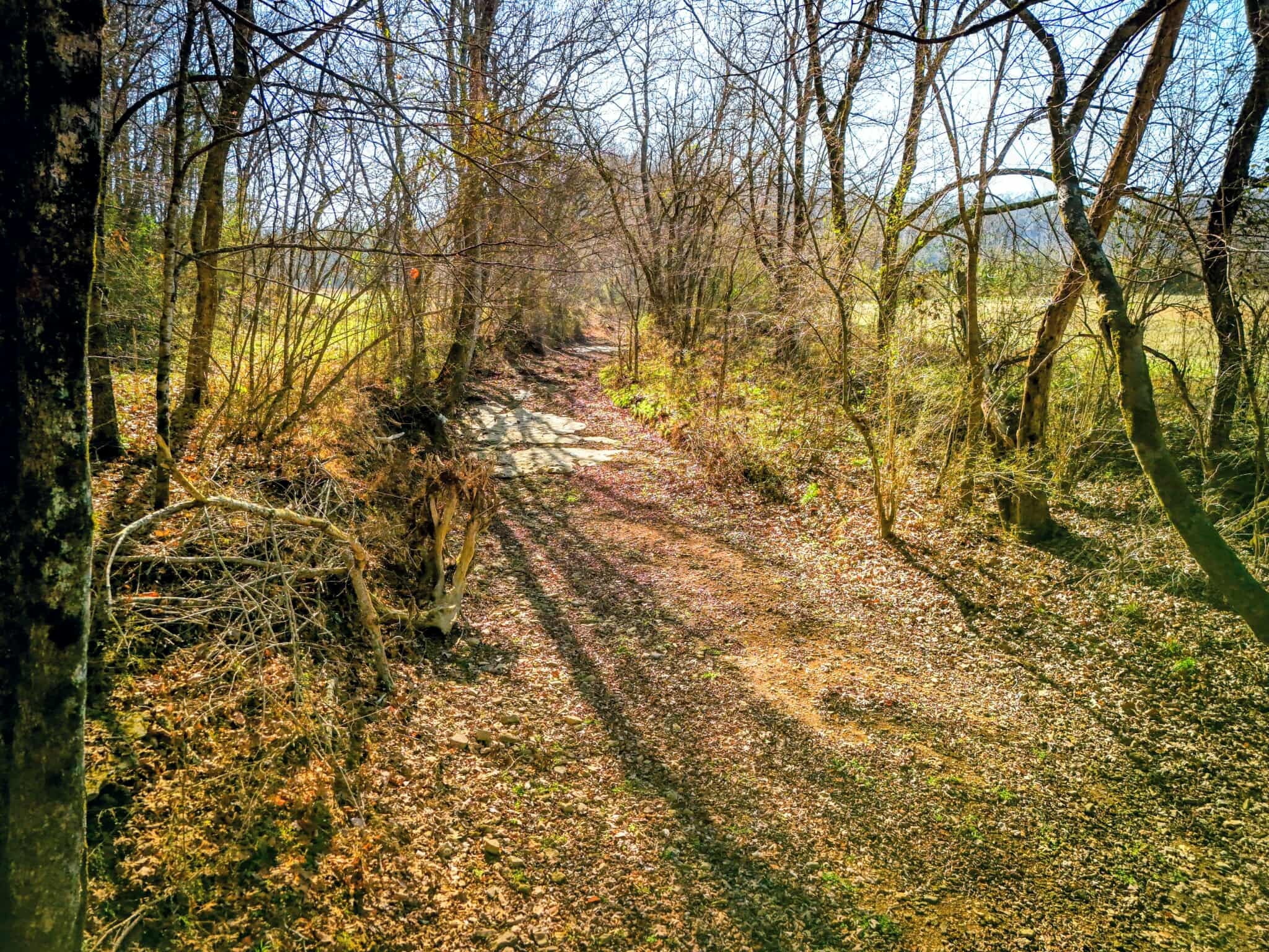 2400 Chicken Creek Road Pulaski, TN 38478 - Photo 18 of 28 a view of a yard with plants and tree