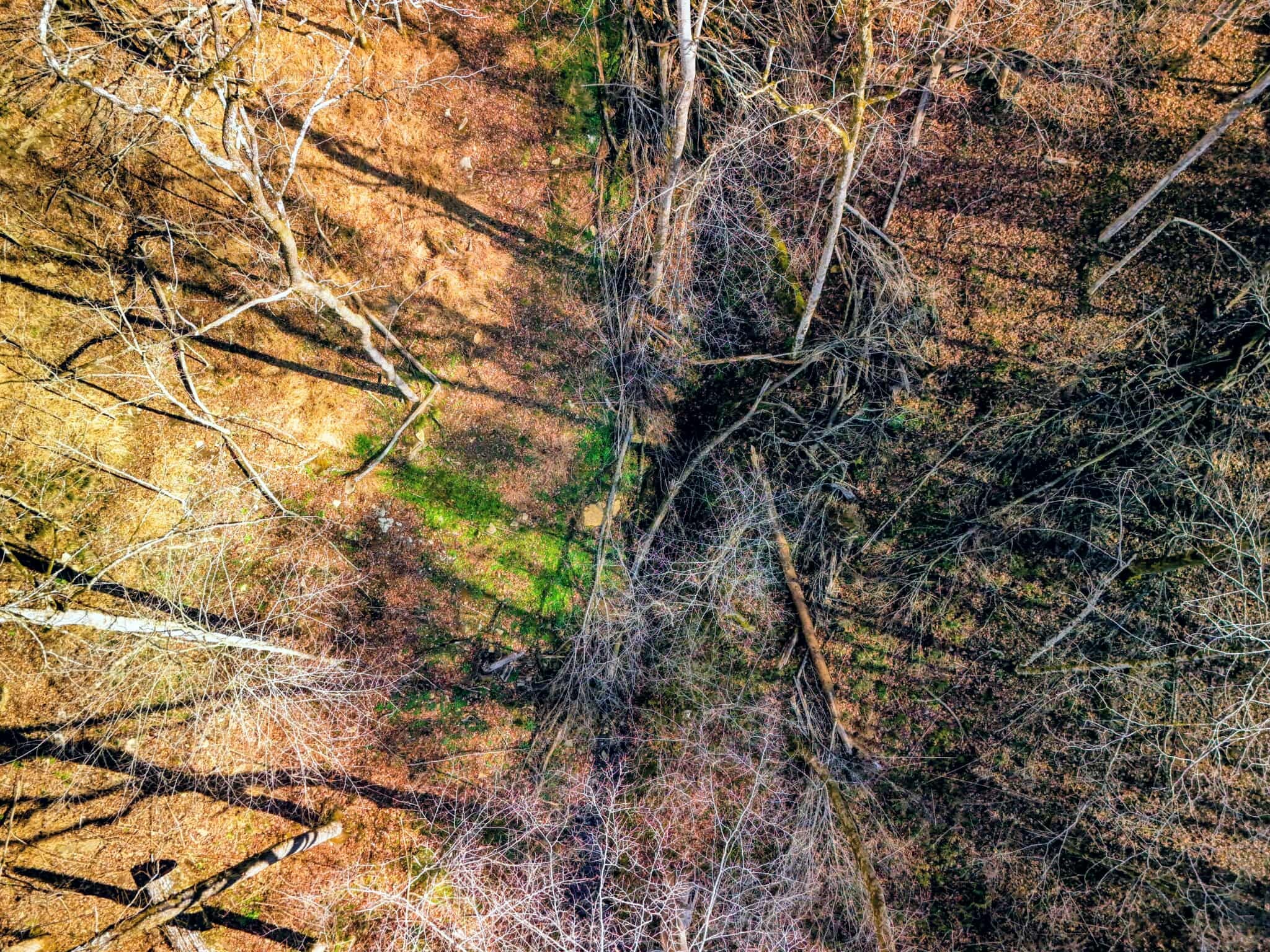 2400 Chicken Creek Road Pulaski, TN 38478 - Photo 2 of 28 a picture of tree