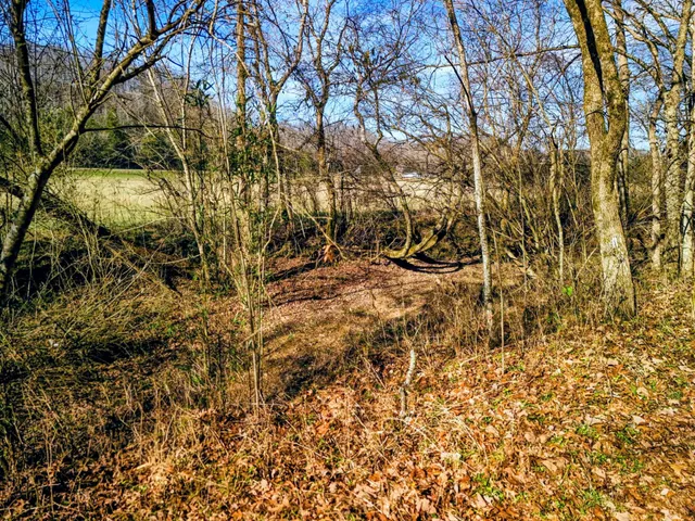 a view of a yard with a tree