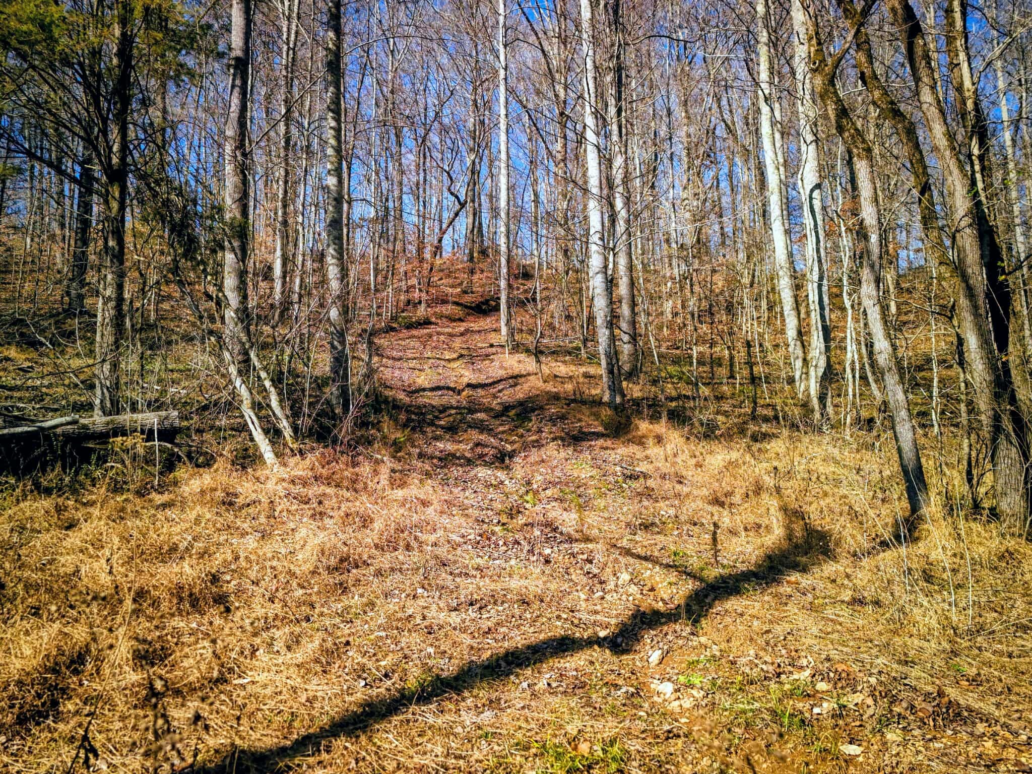 2400 Chicken Creek Road Pulaski, TN 38478 - Photo 6 of 28 a view of yard