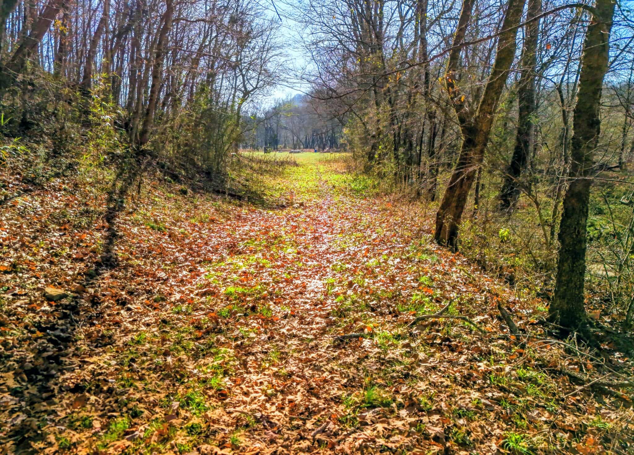 2400 Chicken Creek Road Pulaski, TN 38478 - Photo 9 of 28 a view of a yard with large trees