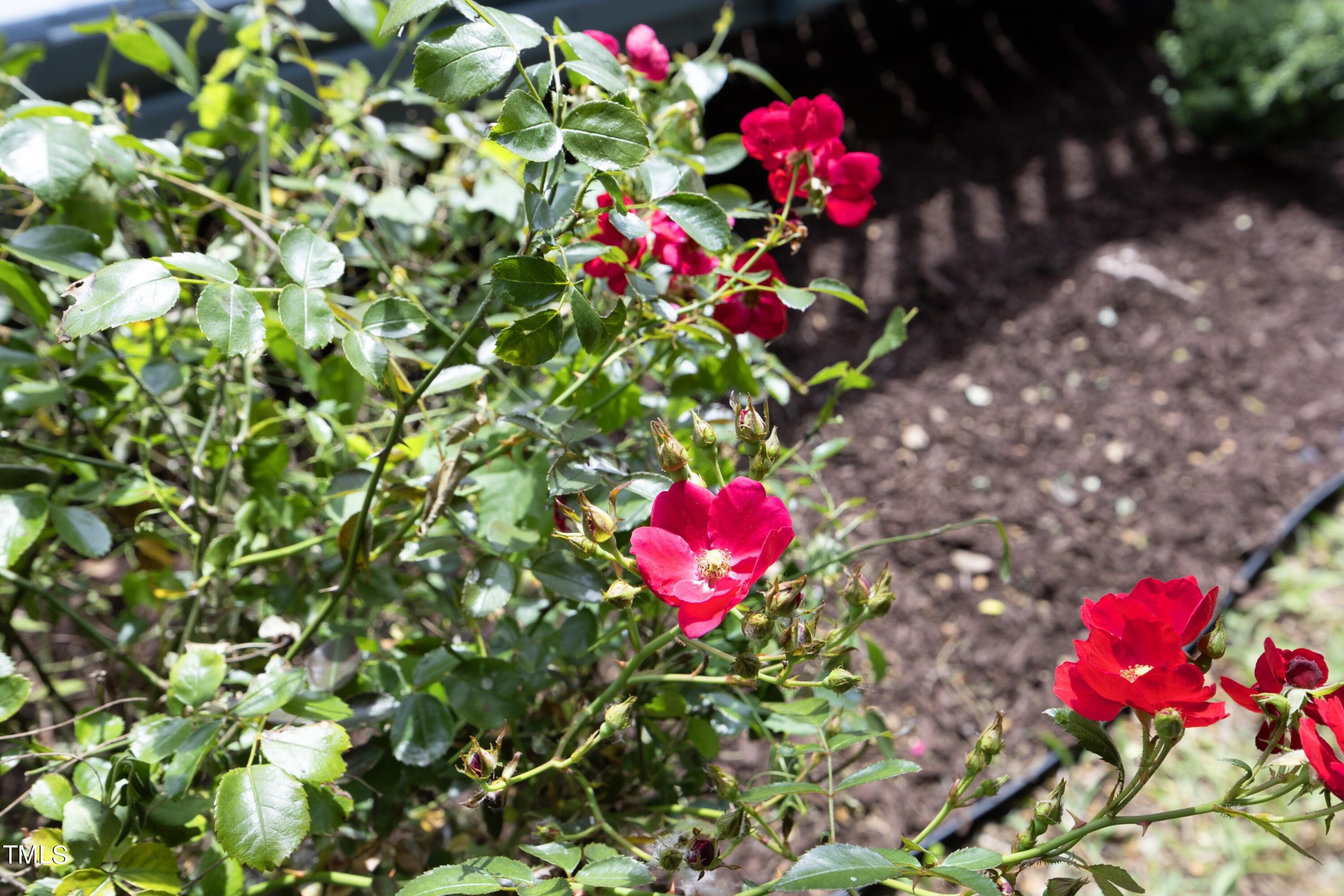 3215 Livia Circle Raleigh, NC 27604 - Photo 37 of 39 37RoseBushes