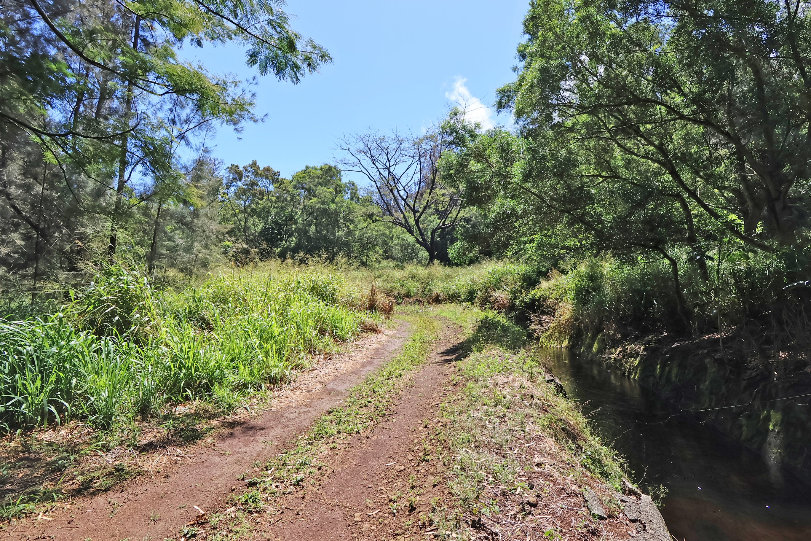 Undisclosed Address Honokaa, HI 96727 - Photo 11 of 15 a view of a pathway both side of yard