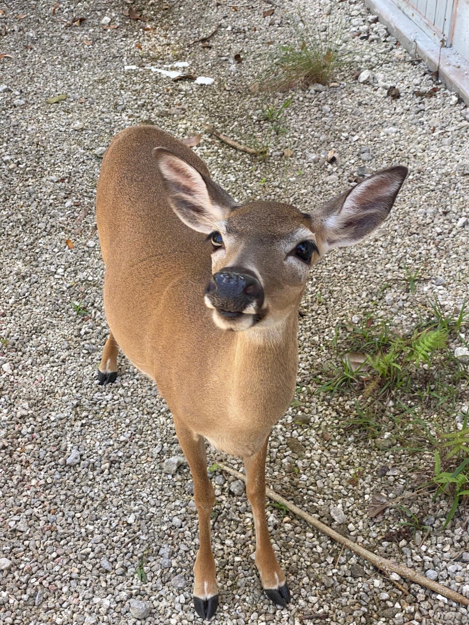 30063 Pine Channel Road Big Pine Key, FL 33043 - Photo 15 of 15 Key Deer4