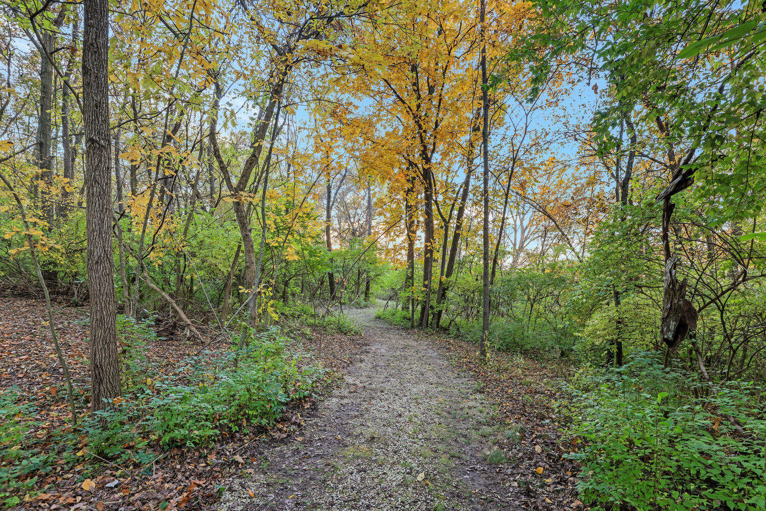 1 River Vly Rnch Road White Heath, IL 61884 - Photo 11 of 66 a view of a forest that has large trees
