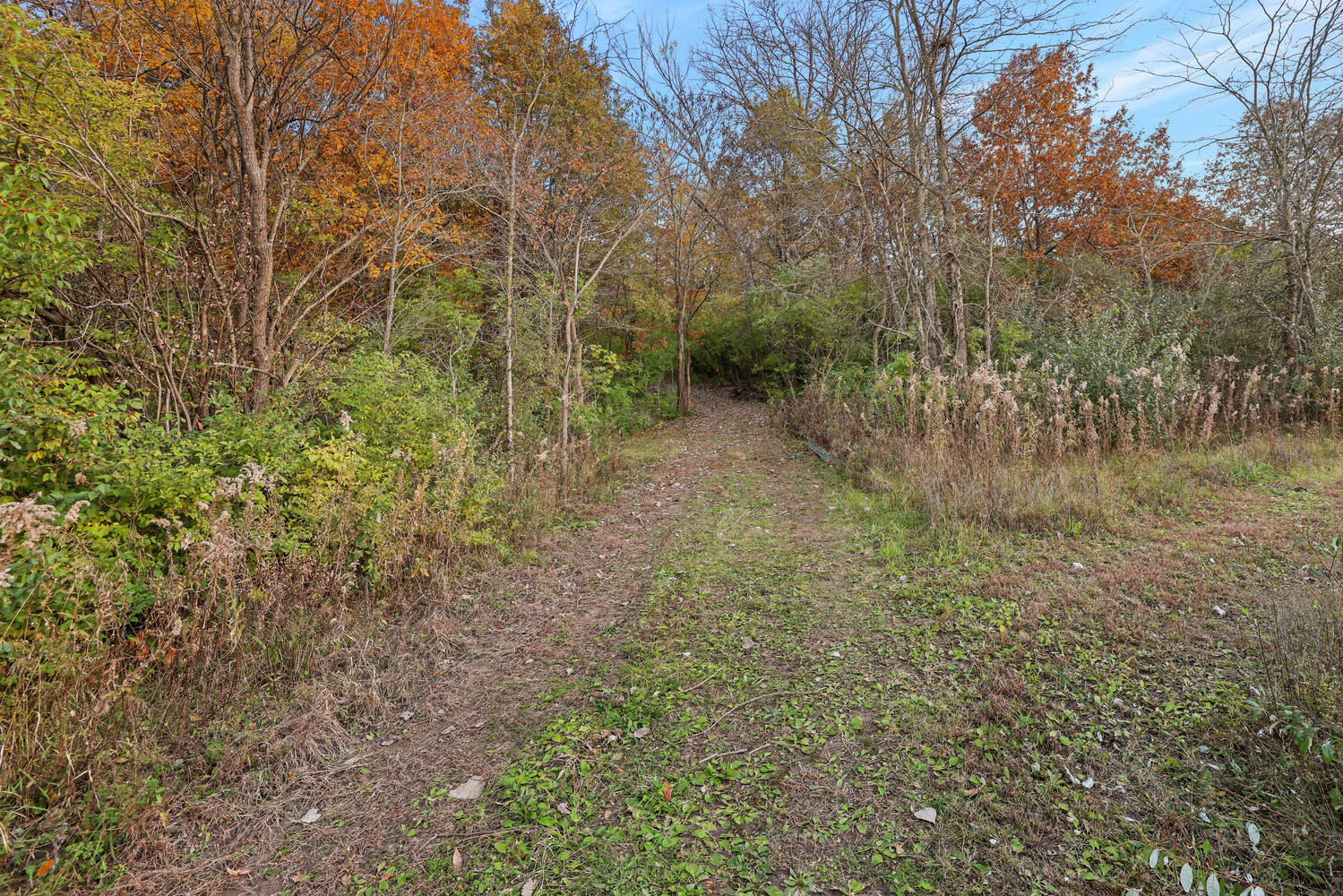 1 River Vly Rnch Road White Heath, IL 61884 - Photo 12 of 66 a view of a yard with a tree