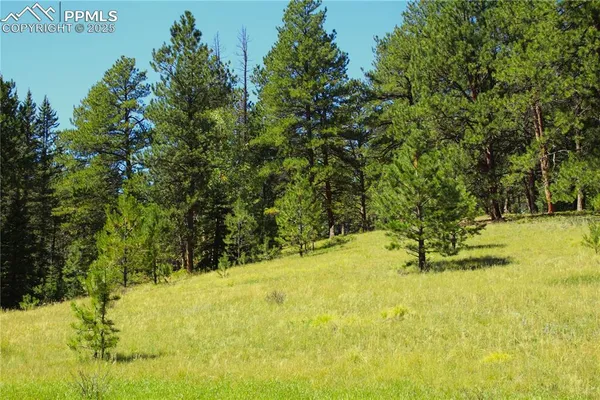 a view of outdoor space and trees