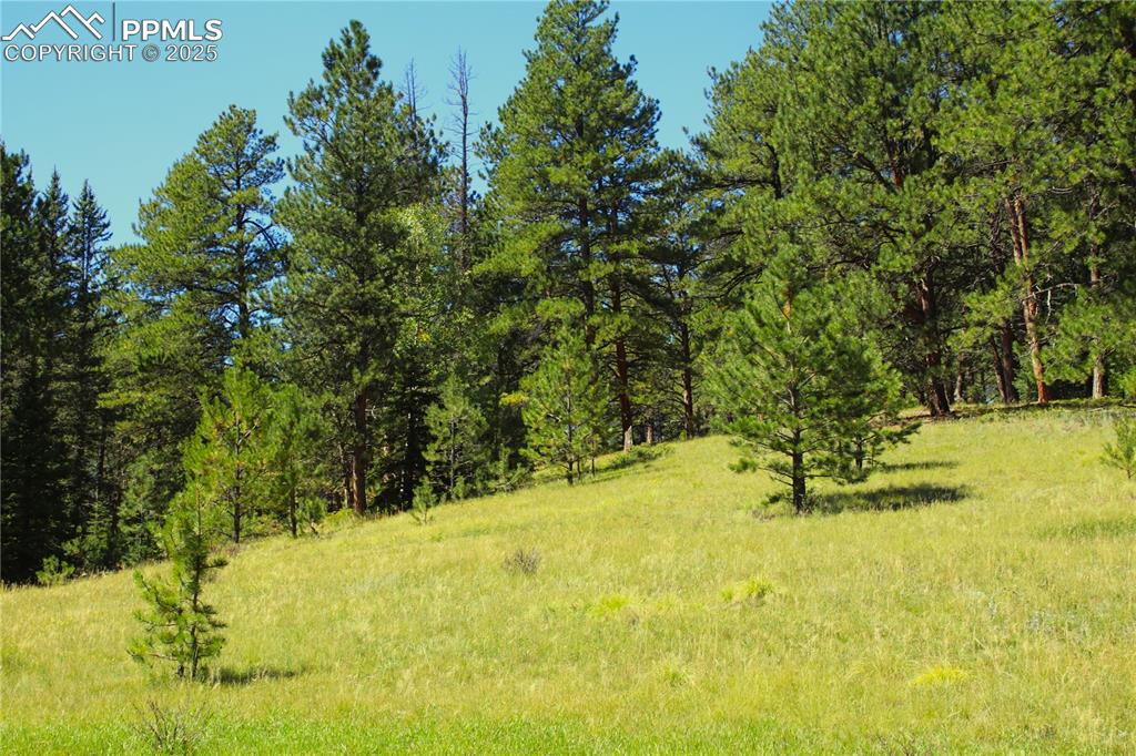 6500 County Road 5 Divide, CO 80814 - Photo 11 of 16 a view of yard with swimming pool